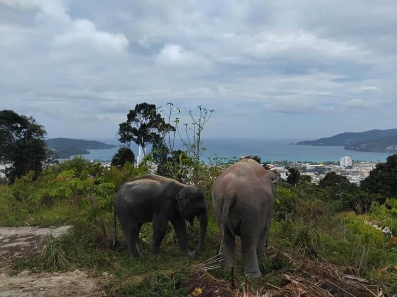Phuket: Eco Guided Tour at Elephant Sanctuary - The Itinerary in Detail