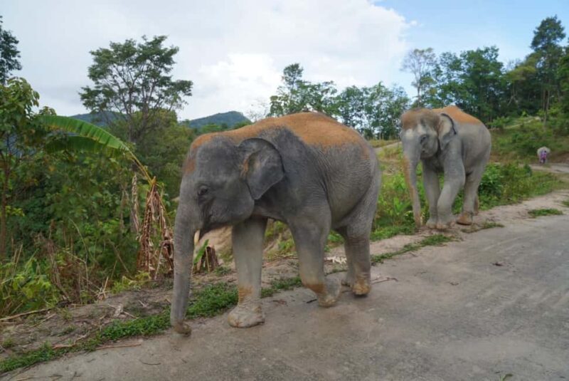 Phuket: Eco Guided Tour at Elephant Sanctuary - Final Thoughts: Is It Worth It?