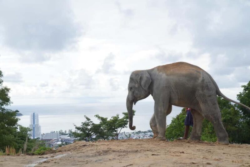 Phuket: Eco Guided Tour at Elephant Sanctuary - FAQ