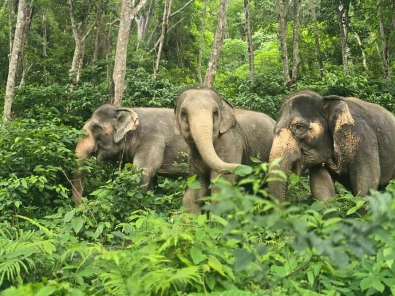 Phuket Elephant Conservation: Half-Day I Cooking Class I DIY - Who Will Love This Tour?
