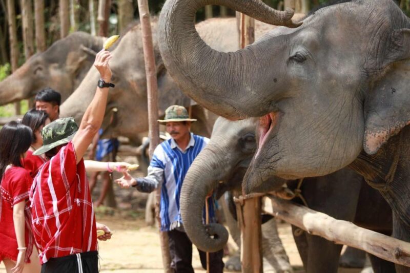 Phuket: Elephant Experience with Lunch or Dinner and Pickup - What Makes This Tour Stand Out?