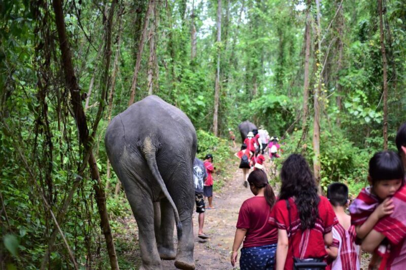 Phuket: Elephant Experience with Lunch or Dinner and Pickup - Who Is This Tour Best For?