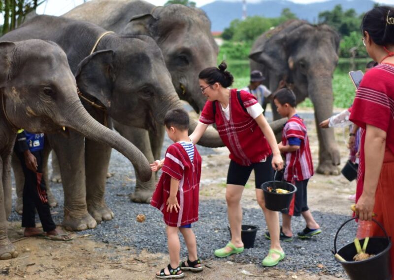 Phuket: Elephant Experience with Lunch or Dinner and Pickup - Frequently Asked Questions