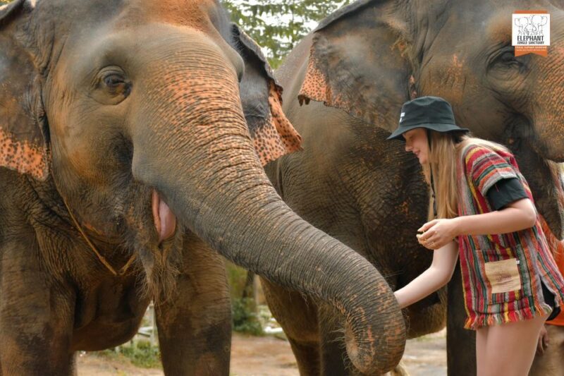 Phuket: Elephant Jungle Sanctuary Ethical Feeding Experience - The Value of the Experience