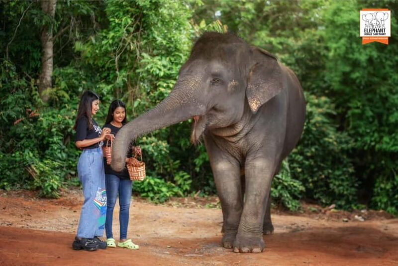 Phuket: Elephant Jungle Sanctuary Ethical Feeding Experience - The Sum Up