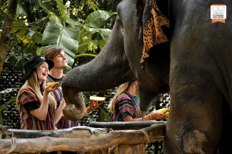 phuket-elephant-jungle-sanctuary-ethical-feeding-experience