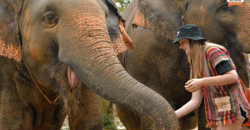 phuket-elephant-jungle-sanctuary-ethical-feeding-experience