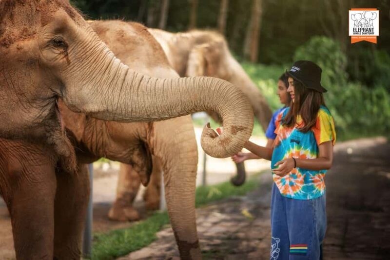 Phuket: Elephant Jungle Sanctuary 'Watch Me' Experience - Key Points