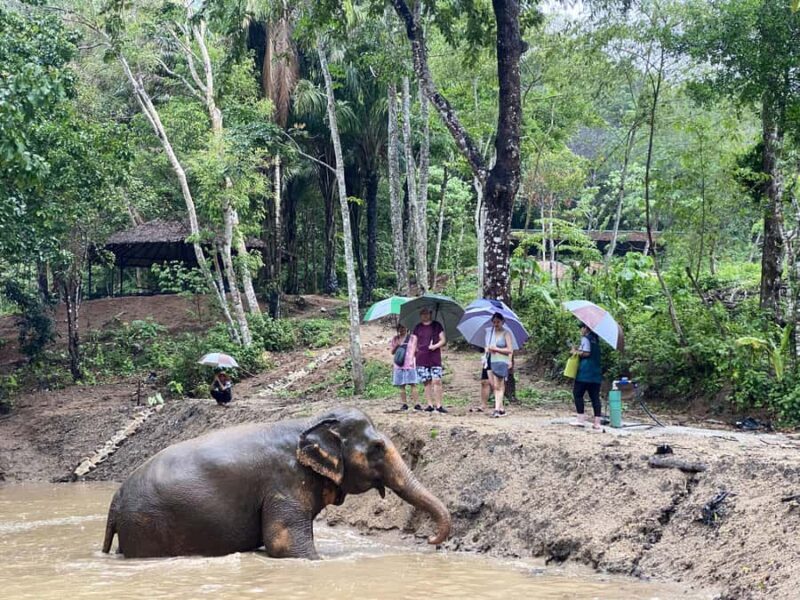 Phuket Elephant Nature Reserve: 90-Minute Elephant Adventure - Deep Dive into the Itinerary
