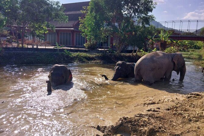 Phuket: Elephant Nature Walk - Guided Tour with Transport - Practical Tips for Visitors