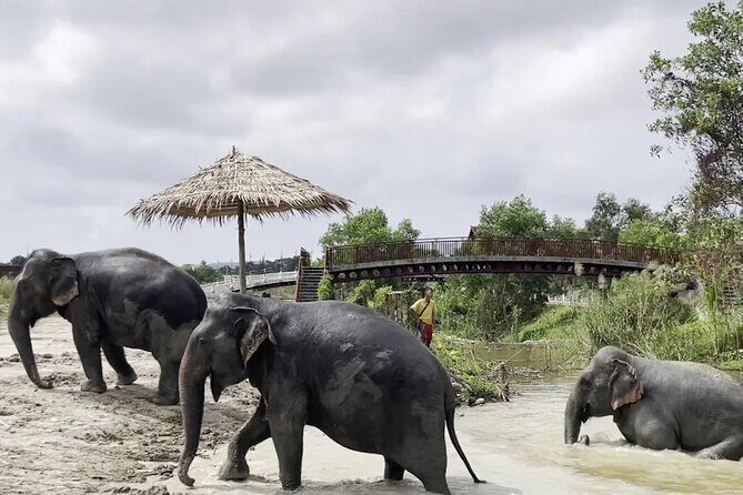 Phuket: Elephant Nature Walk - Guided Tour with Transport - The Sum Up