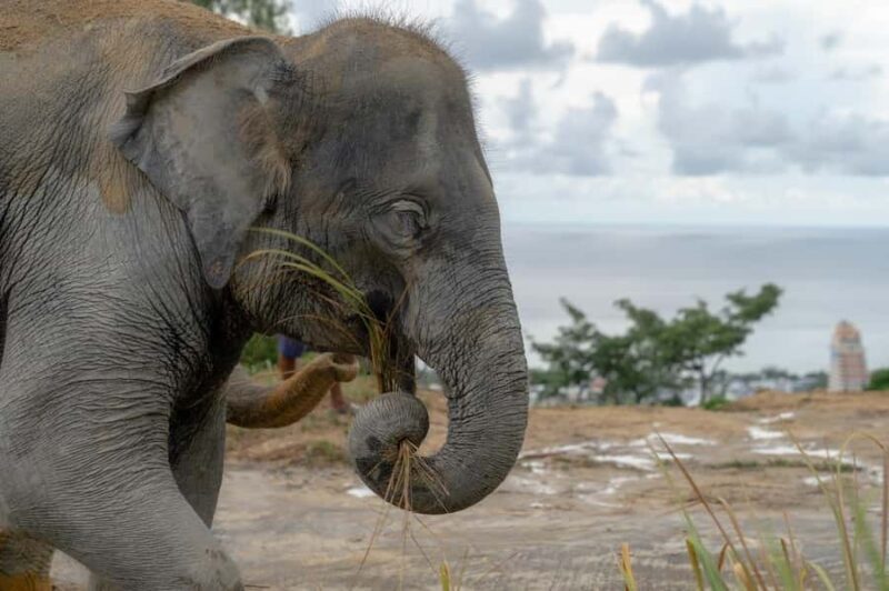 Phuket: Elephant Sanctuary & ATV Adventure Combo - The Experience Provider – MY Holiday Centre Co., Ltd.