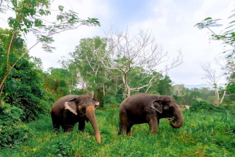 Phuket: Elephant Sanctuary Feed and Bathe Gentle Giants - The Itinerary and What to Expect