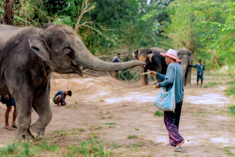 Phuket: Elephant Sanctuary Feed and Bathe Gentle Giants - Who Is This Tour Best For?
