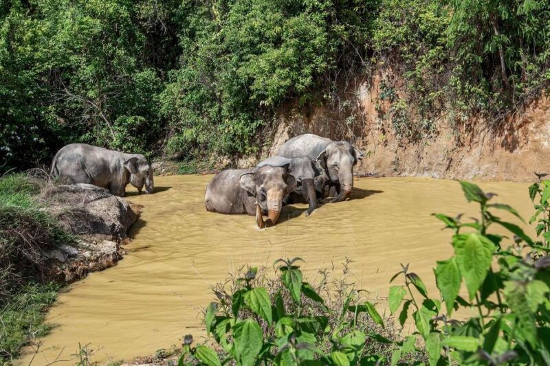 phuket-elephant-sanctuary-guided-tour-with-hotel-transfers