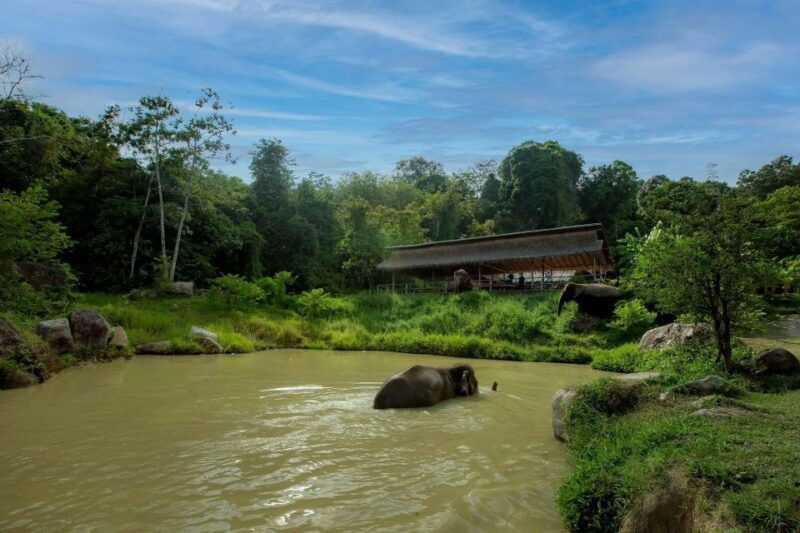 phuket-elephant-sanctuary-guided-tour-with-hotel-transfers