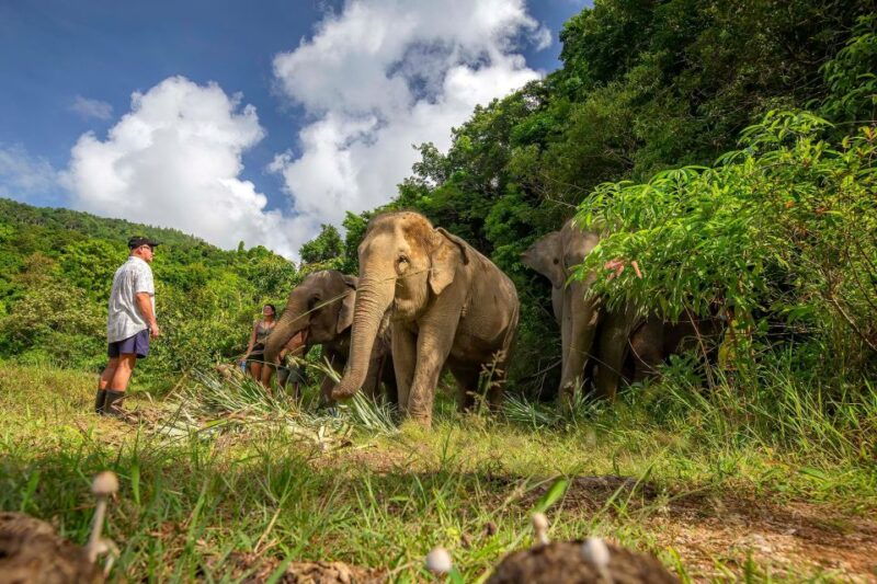 phuket-elephant-sanctuary-guided-tour-with-hotel-transfers