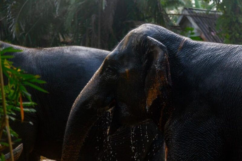 phuket-elephant-sanctuary-small-group-tour-in-khao-lak
