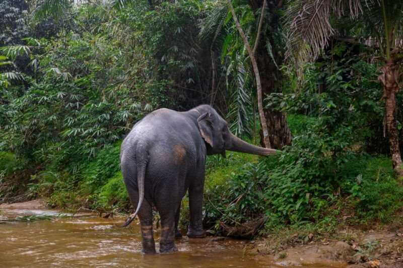 phuket-elephant-sanctuary-small-group-tour-in-khao-lak
