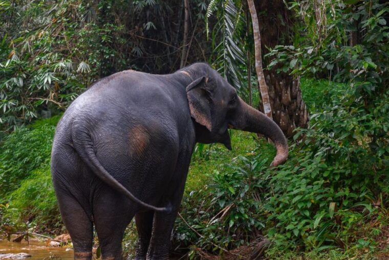 phuket-elephant-sanctuary-small-group-tour-in-khao-lak