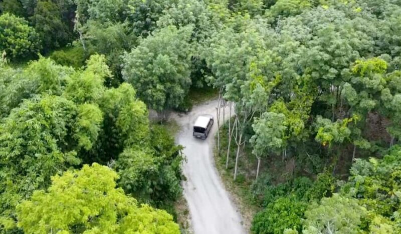 Phuket: Elephant Sanctuary Tour - Canopy Walk & Feeding - The Sum Up