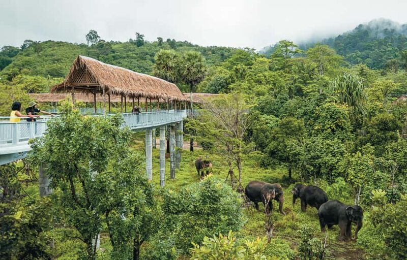 Phuket: Elephant Sanctuary Tour - Canopy Walk & Feeding - FAQ