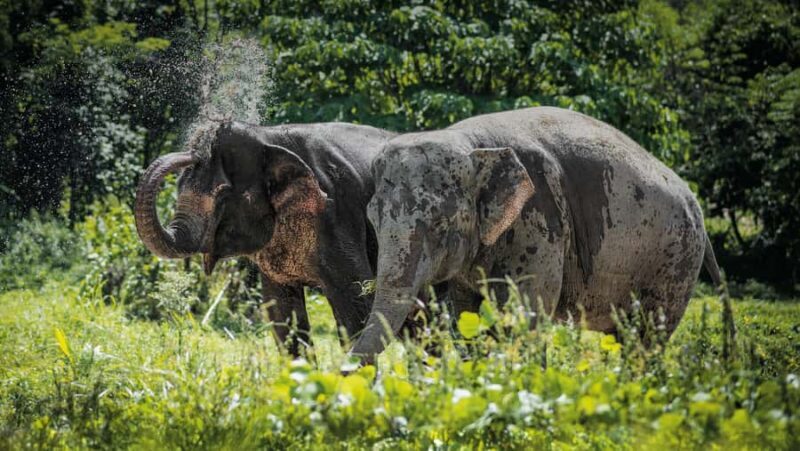 Phuket: Elephant Sanctuary Tour - Canopy Walk & Meal - Phuket Elephant Sanctuary Tour - Canopy Walk & Meal: An Honest Look