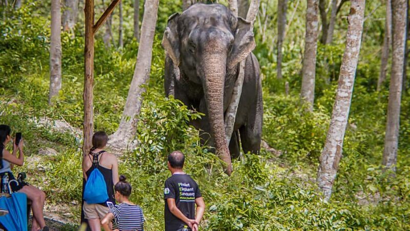 Phuket: Elephant Sanctuary Tour - Canopy Walk & Meal - Key Points