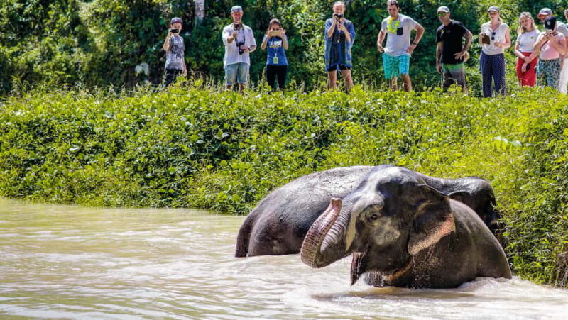 Phuket: Elephant Sanctuary Tour - Canopy Walk & Meal - Transportation, Group Size, and Value