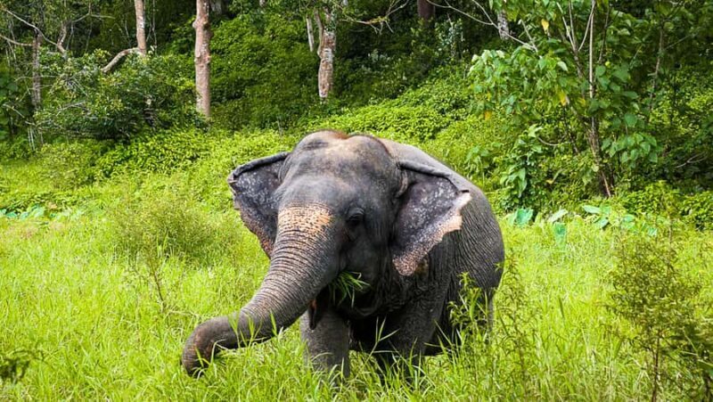 Phuket: Elephant Sanctuary Tour - Canopy Walk & Meal - Practical Tips for Visiting