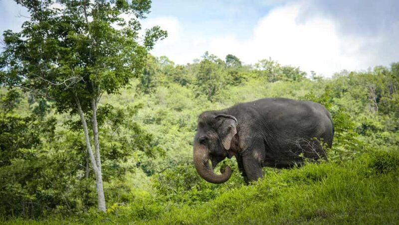 Phuket: Elephant Sanctuary Tour - Canopy Walk & Meal - FAQs