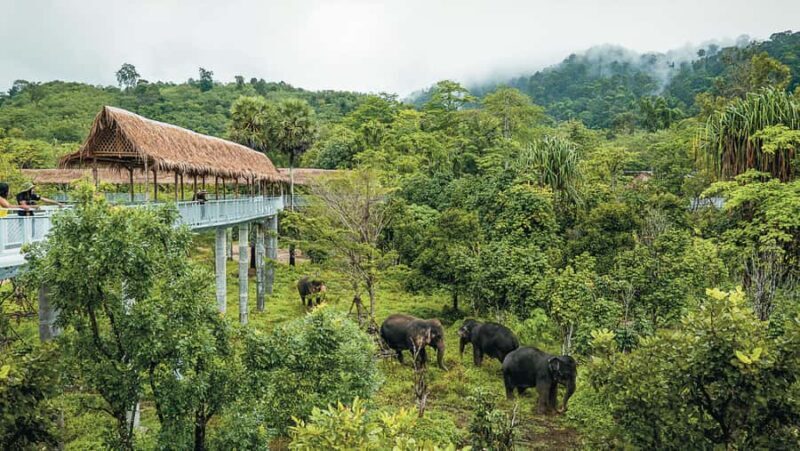 Phuket: Elephant Sanctuary Tour - Canopy Walk & Meal - Final Thoughts