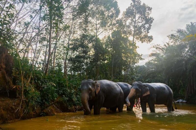 Phuket: Elephant Sanctuary Tour, Cooking Class & Lunch - Final Thoughts: Who Will Love This Tour?