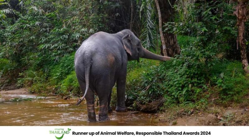 Phuket: Elephant Sanctuary Tour, Cooking Class & Lunch - FAQ: Your Practical Questions Answered