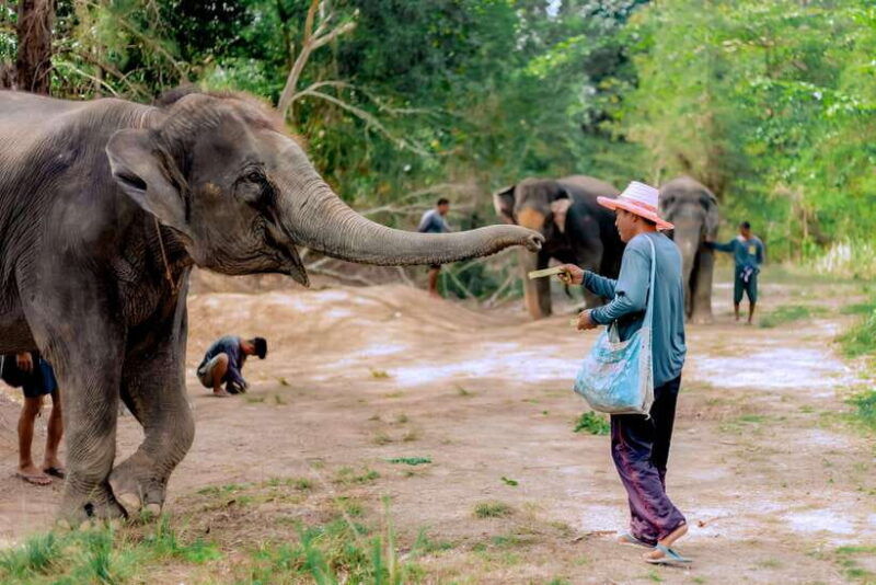 phuket-elephant-sanctuary-tour-with-pickup-optional-lunch