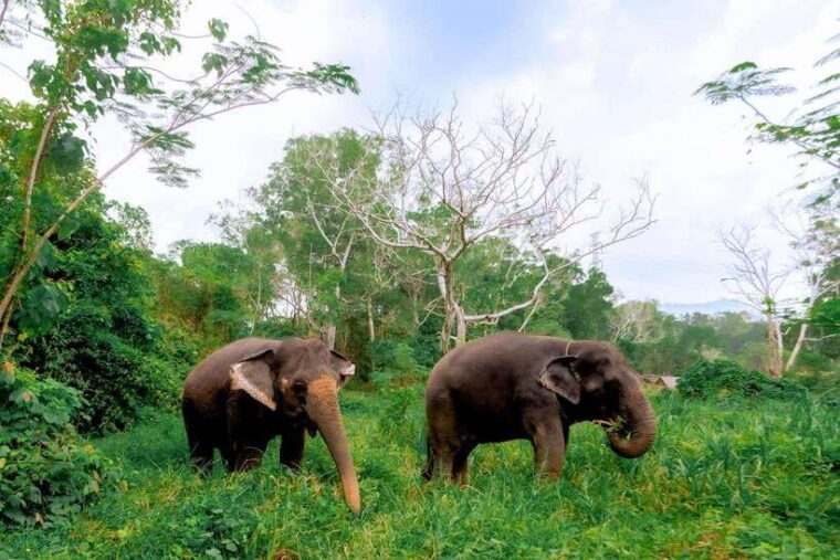 phuket-elephant-sanctuary-tour-with-pickup-optional-lunch