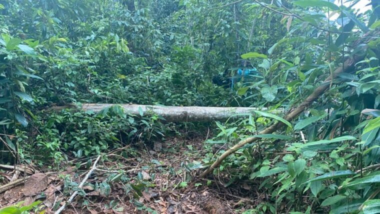 phuket-elephant-sanctuary-tour-with-pickup-optional-lunch