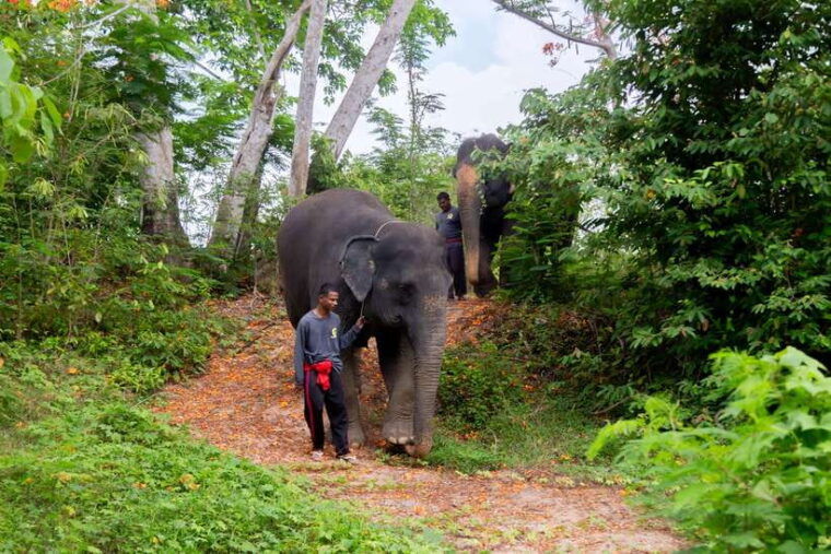 phuket-elephant-sanctuary-tour-with-pickup-optional-lunch