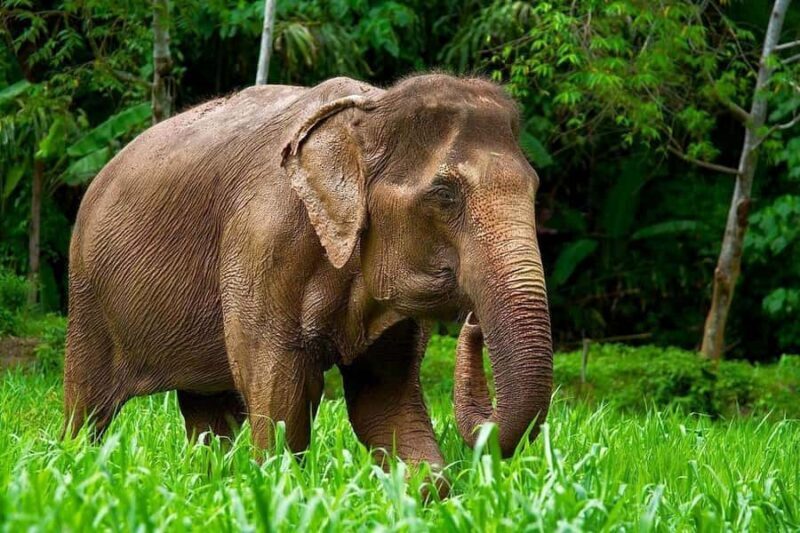 Phuket: Elephant Sanctuary Visit - Cooking Class & Lunch - Why This Experience Is Worth Considering