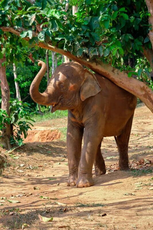 Phuket: Elephant Sanctuary Visit - Cooking Class & Lunch - FAQ