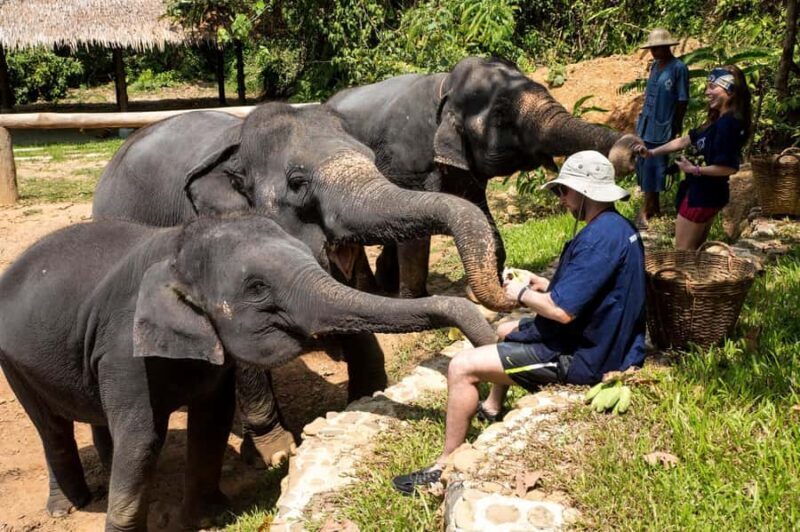 Phuket: Ethical Elephant Sanctuary Experience - Introduction: What to Expect from This Ethical Elephant Tour