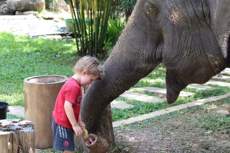 Phuket: Ethical Elephant Sanctuary Experience - Authenticity and Animal Welfare