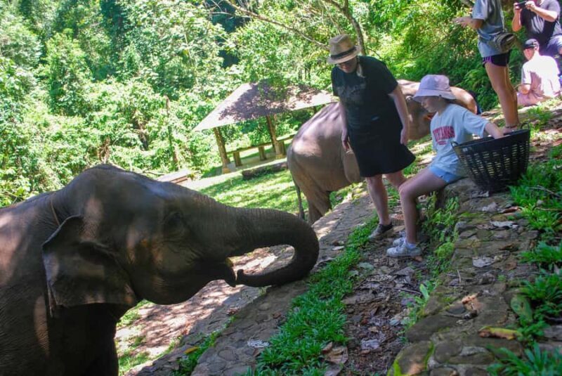 Phuket: Ethical Elephant Sanctuary Experience - The Sum Up: A Respectful, Rewarding Encounter