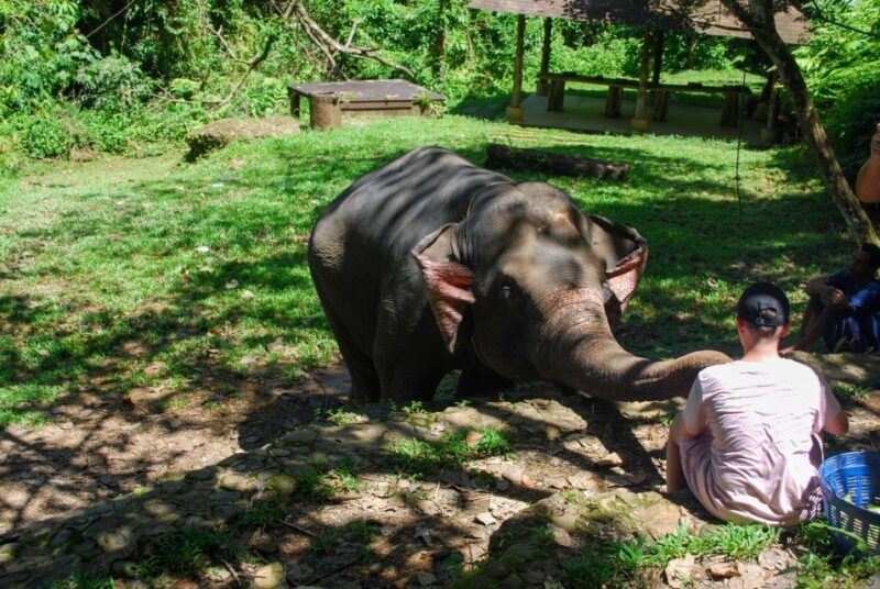 Phuket: Ethical Elephant Sanctuary Experience - FAQ