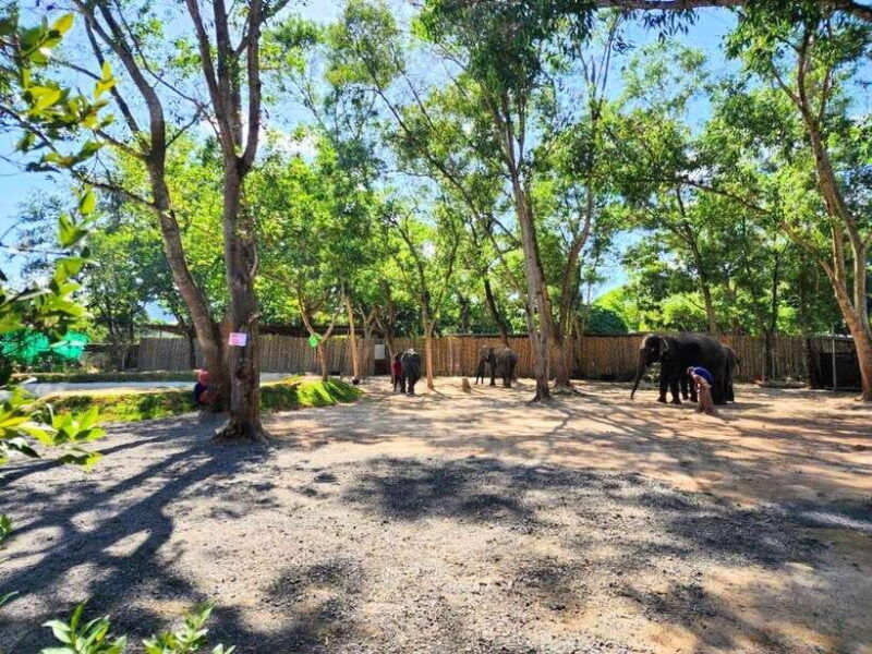 phuket-feeding-elephants-at-phuket-elephant-care