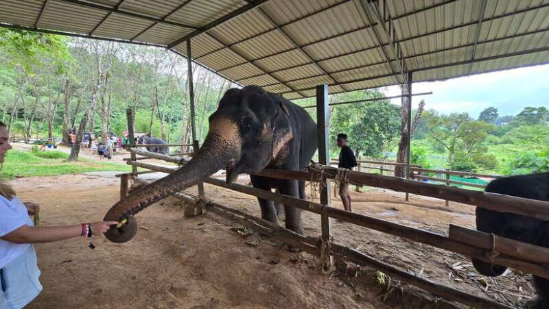 phuket-feeding-elephants-at-phuket-elephant-care
