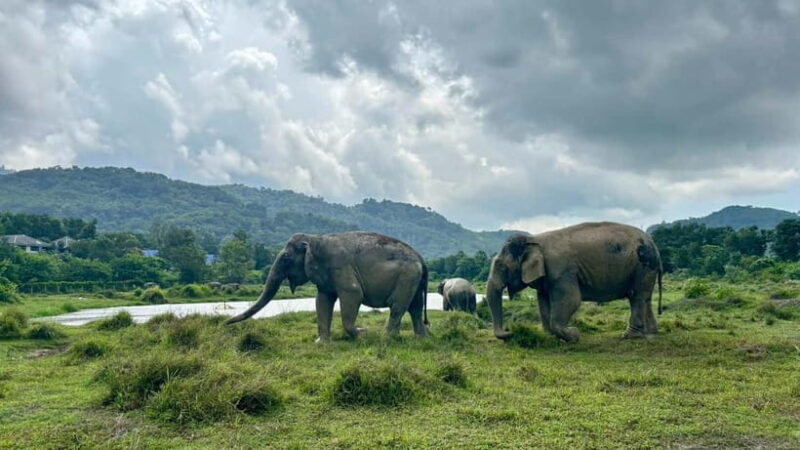 Phuket: Freedom Elephant Reserve - Ethereal Nature Walk - The Sum Up: Who Will Love This Experience?