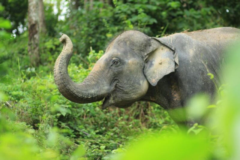 phuket-full-day-elephant-explorer-at-phuket-elephant-care