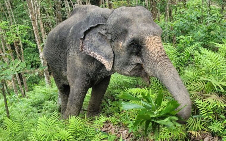 phuket-full-day-elephant-explorer-at-phuket-elephant-care