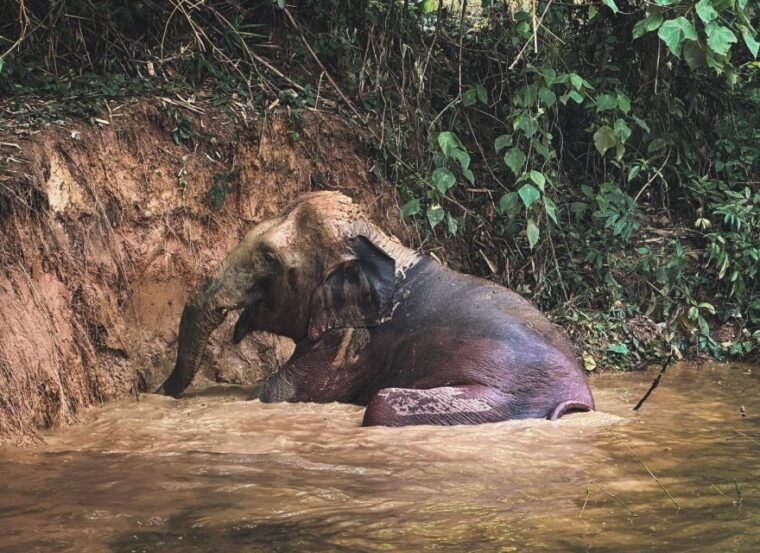 phuket-full-day-elephant-explorer-at-phuket-elephant-care